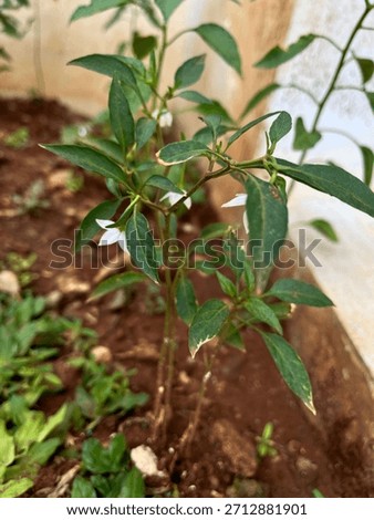 a small abe tree that has flowered as its fruit buds.