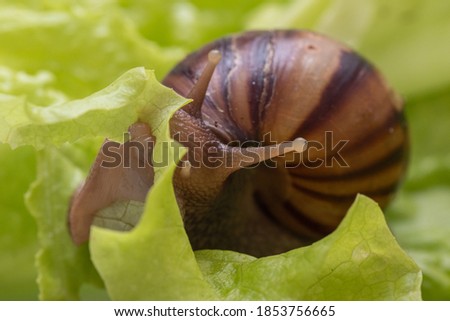 The small Achatina snail eats a leaf of lettuce or grass. Front view of the mouth of a snail chewing grass, selective focus. Can be used to illustrate healthy eating, plant-based food benefits