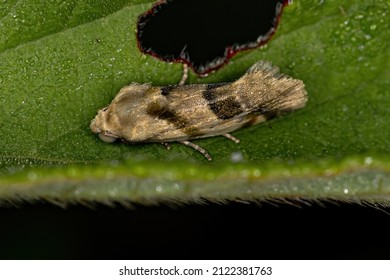Small Adult Moth Of The Superfamily Noctuoidea