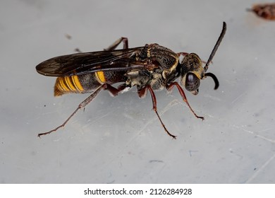 Small Adult Wasp Of The Family Crabronidae