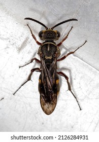 Small Adult Wasp Of The Family Crabronidae