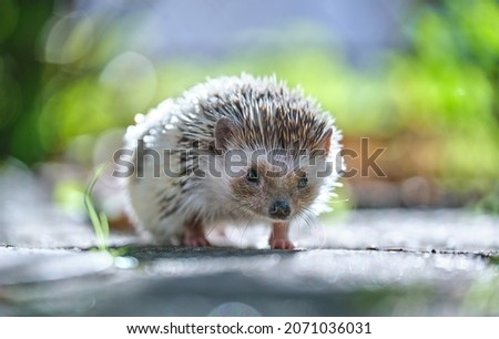 Small african hedgehog pet on green grass outdoors on summer day. Keeping domestic animals and caring for pets concept.