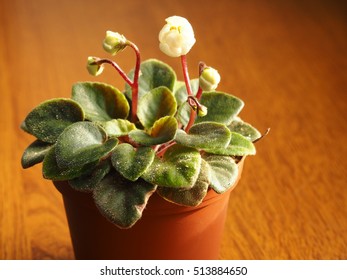 Small African Violet With White Flower On Windowsill