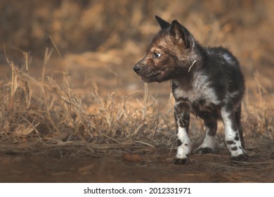 Small African Wild Dog Pup