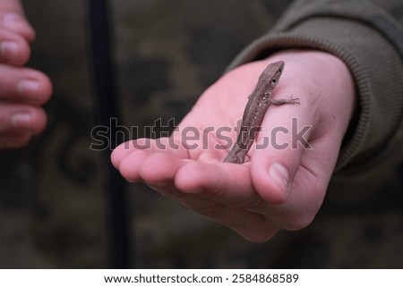 Similar – Foto Bild Eidechse in weiblichen Händen. Schönes Reptil. Exotische tropische Tiere Konzept.