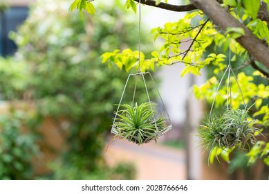 Small Air Plant Hanging On Tree To Decorate Vertical Garden