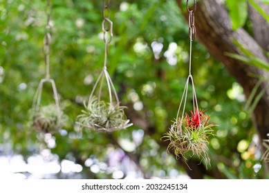 Small Air Plant Hanging On Tree To Decorate Vertical Garden