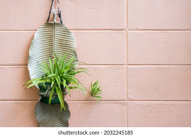 Small Air Plant Hanging On Wall To Decorate Vertical Garden