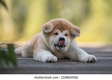 Small Akita Inu Puppy Dog Licking Stock Photo (Edit Now) 2108069582