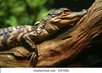 Small Alligator