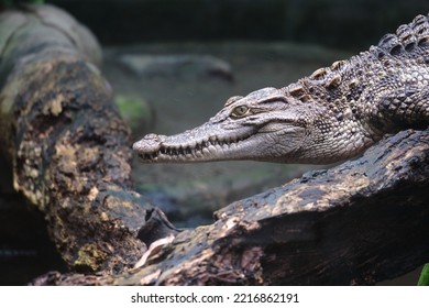 A Small Alligator In A Cage At A Zoo