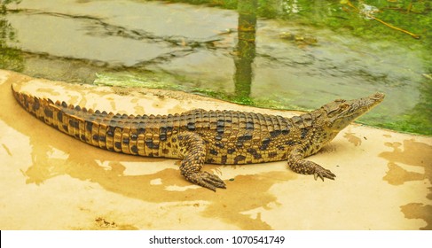 Small Alligator Crocodile On The River Bank