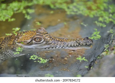 Small Alligator Looks Out Of Water