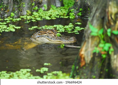 Small alligator in a Louisiana swamp