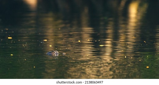 Small Alligator Peeking Up Out Of The Water