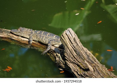 Small Alligator Resting On Log In Water