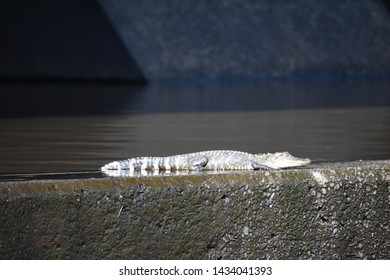 Imagenes Fotos De Stock Y Vectores Sobre Lower Mississippi