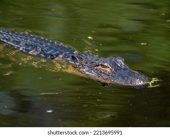 Small Alligator Swimming In A Pond