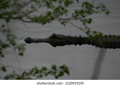 Small Alligator Swimming In Swamp