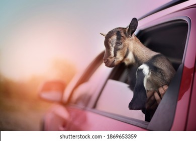 A Small Alpine Kid Looks Out Of The Car Window, Evening Light.