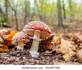 Small Amanita muscaria or fly agaric fungus in the autumn forest close-up. - Powered by Shutterstock