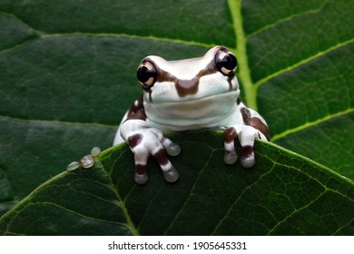 700 Amazon milk frog Images, Stock Photos & Vectors | Shutterstock