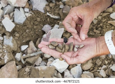 Small Amethyst Stones On A Lady's Hand In Amethyst Mine In Lapland