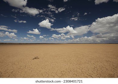 Small amount of plant trying to grown in arid flat desert landscape - Powered by Shutterstock