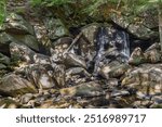 small amount of water  flowing over trap falls in willard brook state forestt in ashby masschusetts