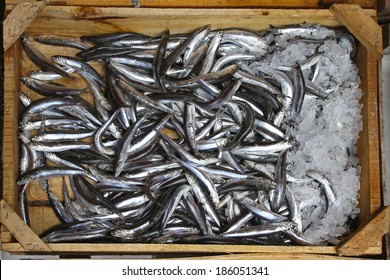 Small Anchovies Fish In Crate At Market