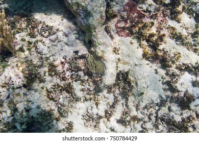 Small Anemone In A Dying Coral Reef