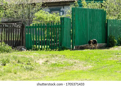 A Small Angry Dog Guards The Territory Near The House On A Sunny Morning. Bashkortostan. Russia.