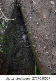A small animal, likely a mole or insect, emerges from a dark tunnel in the ground on a sunny day in a natural outdoor environment.