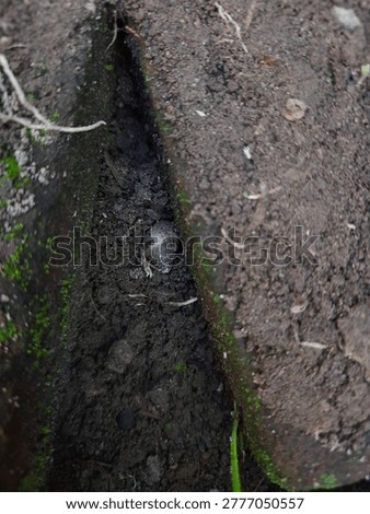 A small animal, likely a mole or insect, emerges from a dark tunnel in the ground on a sunny day in a natural outdoor environment.