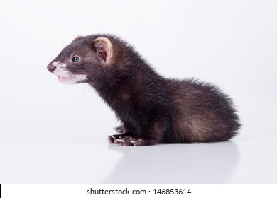 5,655 Ferret On White Background Images, Stock Photos & Vectors 