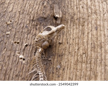 A small animal skeleton, including a delicate skull and spine, rests on a weathered wooden surface - Powered by Shutterstock