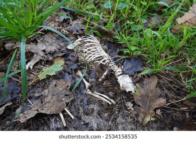 Small animal skeleton of a rat lying on the forest floor among dry leaves, grass, and soil, showing detailed rib cage and skull, hinting at natural decomposition in a woodland environment. - Powered by Shutterstock