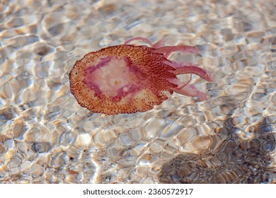 Small and annoying jellyfish in the waters of the island of Elba.
The luminous jellyfish (Pelagia noctiluca) is a jellyfish of the Pelagiidae family.

