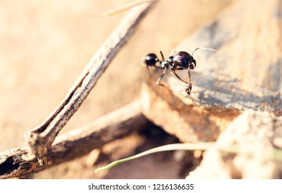 Small ant attacking large ant, biting the antennae