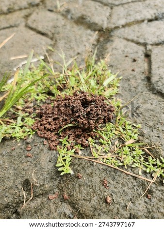 Small anthill with granular soil on a stone pavement background.