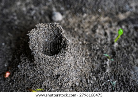 Small anthill mound constructed from dark soil with a central opening