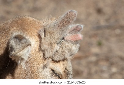Small antlers on the head of a deer. Close-up