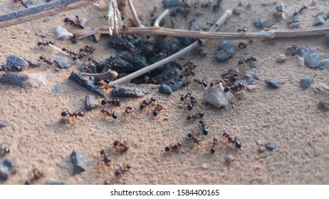 Small Ants And Ant Hive. Insects.