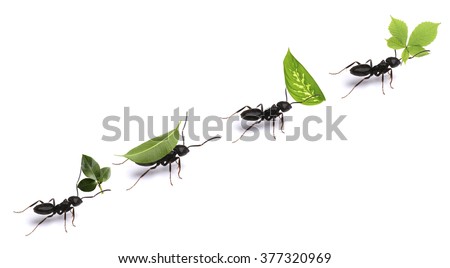 Small ants carrying green leaves, isolated on white.