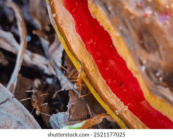 Small ants crawling on a piece of red and yellow fruit amidst dry leaves. - Powered by Shutterstock