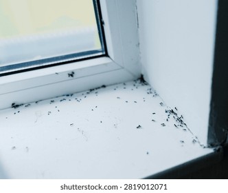 Small ants infesting white window sill indoors. Unwanted pests crawling near bait to eliminate infestation. Concerning unhygienic scene requiring urgent pest control at home.