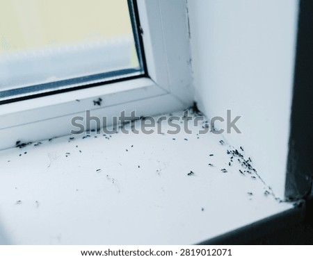 Small ants infesting white window sill indoors. Unwanted pests crawling near bait to eliminate infestation. Concerning unhygienic scene requiring urgent pest control at home.