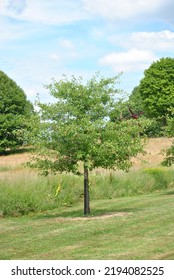 Small Apple Tree Closeup Portrait