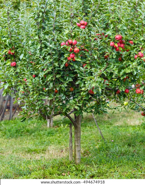 Small Apple Tree Garden Red Ripe Stock Photo (Edit Now) 494674918