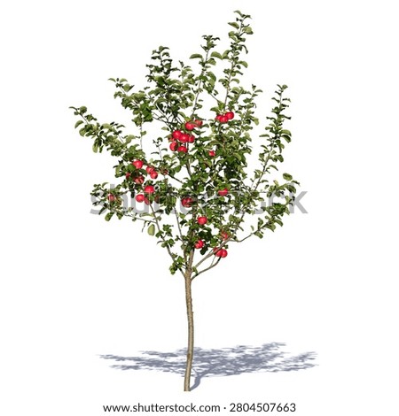 Small apple tree with red apples isolated on white background